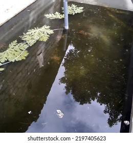 Photo Of A Catfish Rearing Pond Behind The House. Papaya Leaves Placed In The Pond. Home Business.