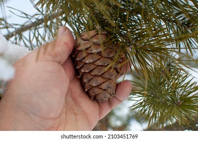 Photo of a cedar cone on a branch. Coniferous tree with fruits on a snowy background. Life outside the city in the countryside in winter. Collecting nuts by hand. The smell of resin and cedar oil. - Powered by Shutterstock