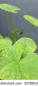 Photo Of Centella Asiatica