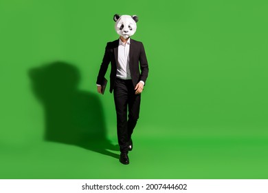 Photo of cheerful cool guy step carry netbook wear panda head black tuxedo isolated on green color background - Powered by Shutterstock