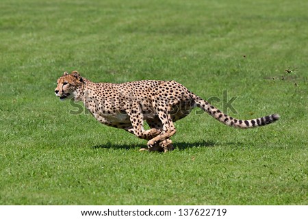 Photo cheetah running across the grass, while running rips up pieces of grass