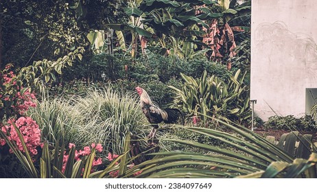 Photo of a chicken perched on a tree that has been cut down and there are flowers on the left and right