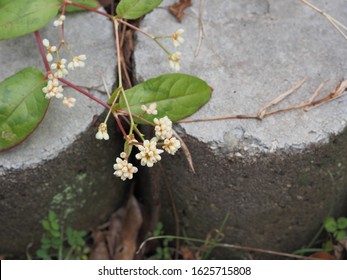 Photo Of Chinese Knotweed　(Persicaria Chinensis)