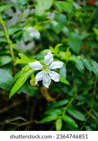 Photo of Chinese Jasmine (Jasminum polyanthum) with its graceful white petals.  This flower is a species of flowering plant in the olive family Oleaceae, native to China and Myanmar