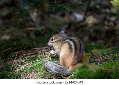 Photo Of A Chipmunk In The Adirondack Park. 