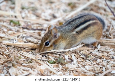 Photo Of A Chipmunk In The Adirondack Park. 