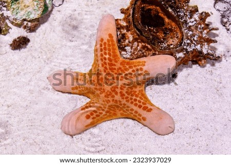 A photo of Choriaster a sea star. the scientific name is chorister granulatus