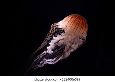 A photo of Chrysaora quinquecirrha jellyfish or jelly fish taken in aquarium. the jelly fish is also known as Atlantic sea nettle or east coast sea nettle