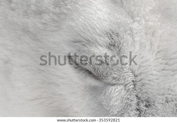 Photo Closed Eye Polar Bear Snoozing Stock Photo Edit Now 353592821