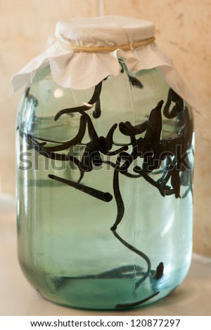 photo of closed jar with many leeches ready for hirudotherapy
