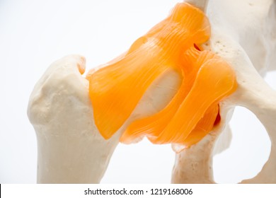 Pubic Bone Images, Stock Photos & Vectors | Shutterstock