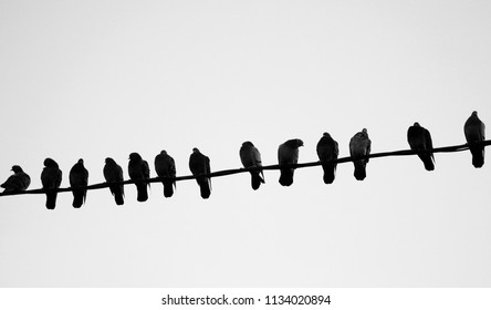 Photo of a close-up of many silhouettes of birds on wires on a light background