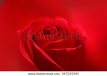 Photo closeup of one beautiful fresh bright blush flush red rose bud flower on rouge blurred background, horizontal picture