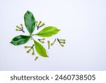 photo of cloves and fresh green leaves isolated on white background. Flat lay 