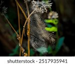 photo of cobwebs with blurred background