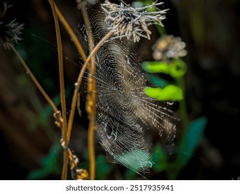 photo of cobwebs with blurred background - Powered by Shutterstock