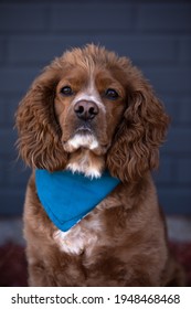 Photo Of A Cocker Spaniel Dog Wearing A Blue Bandana. The Background Is A Blue Brick Wall. 