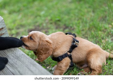 Photo Of A Cocker Spaniel Puppy Teething. He Is Chewing On A Black Sock Outside. 