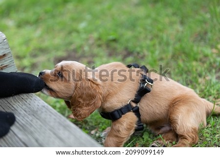 Photo of a cocker spaniel puppy teething. He is chewing on a black sock outside. 