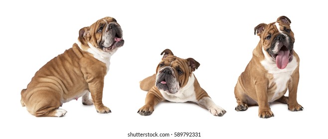 Photo collage of English Bulldog studio shot on white background   