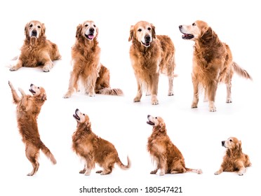 photo collage golden retriever in the studio isolated on white background