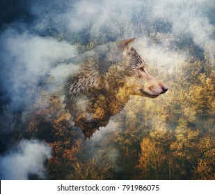 Photo Collage: Head of the Wolf on the Background of Autumn Forest