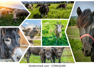 Photo collage Herbivorous animals: sheep, cow, donkey, camel, goat, bison, horses.