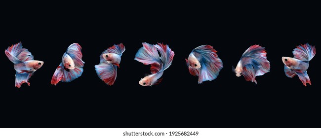 Photo collage set of betta siamese fighting fish (Double tail grizzle in blue white red color type) isolated on black background