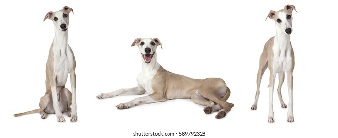 Whippet Images Stock Photos Vectors Shutterstock