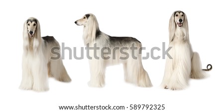 Photo collage of white Afghan hound dog, studio shot on white background

