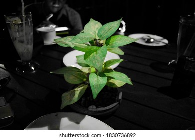  Photo Of The Color Splash Photography Technique On Flowers In One Of The Restaurants In The City Of Kebumen, This Photo Is Perfect For Photos That Require Pictures Of Flowers.