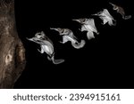 Photo composition of five Southern Flying Squirrels (Glaucomys volans) gliding to land on a tree trunk. Nocturnal and active at night the small rodent jumps from tree to tree in search of food 