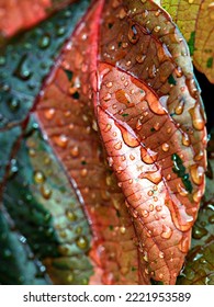 Photo Of Copper Leaves That Have Been Washed Away By Rain