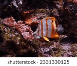 A photo of The copperband butterflyfish, also known as the beaked coral fish, is found in reefs in both the Pacific and Indian Oceans. 
