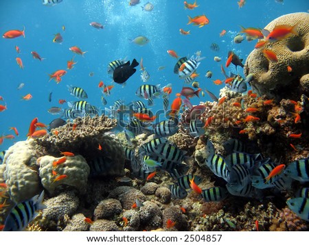 Photo of a coral colony