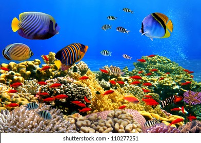 Photo of a coral colony on a reef,  Red Sea, Egypt - Shutterstock ID 110277251