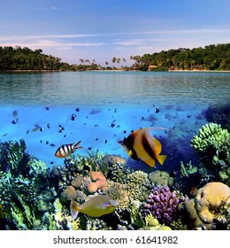 Photo Of A Coral Colony On A Reef Top, Koh Cahg Island, Thailand