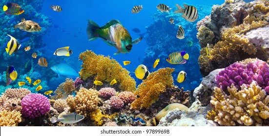 363,275 Colorful Coral Reef Images, Stock Photos & Vectors | Shutterstock