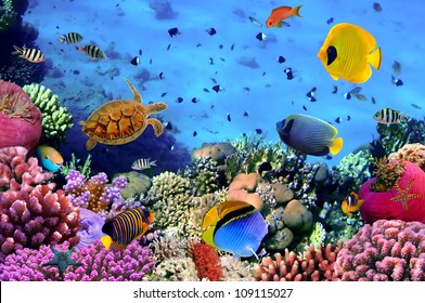 Photo of a coral colony, Red Sea, Egypt - Shutterstock ID 109115027