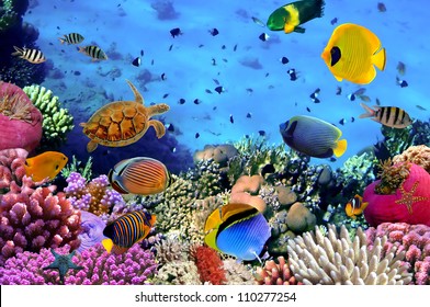 Photo of a coral colony, Red Sea, Egypt - Shutterstock ID 110277254
