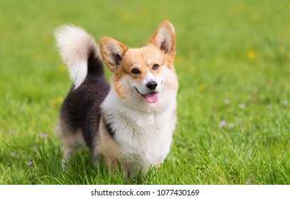 Photo Of A Corgi Dog. Dog Portrait