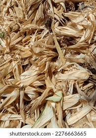 
Photo of corn husks in the village garden - Shutterstock ID 2276663665