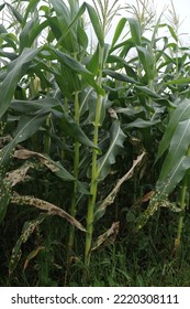 Photo Of Corn Leaf Spot Disease (Zea Mays Ssp. Mays). 