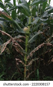 Photo Of Corn Leaf Spot Disease (Zea Mays Ssp. Mays). 