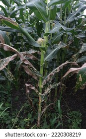 Photo Of Corn Leaf Spot Disease (Zea Mays Ssp. Mays). 