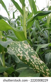 Photo Of Corn Leaf Spot Disease (Zea Mays Ssp. Mays). 