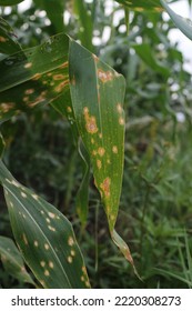 Photo Of Corn Leaf Spot Disease (Zea Mays Ssp. Mays).