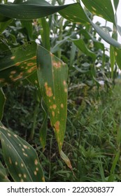 Photo Of Corn Leaf Spot Disease (Zea Mays Ssp. Mays).