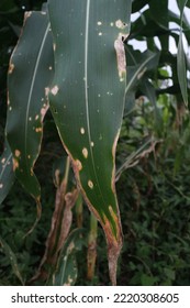 Photo Of Corn Leaf Spot Disease (Zea Mays Ssp. Mays).