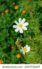 photo of cosmos bipinnatus sonata white against blurred green leaf background can be used as an illustration